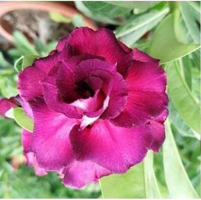 Qualtivate GBPUT-524 Easy to Grow Mixed Type Adenium Obesum Seed(30 per packet)