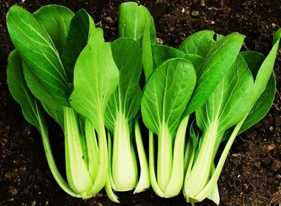 CYBEXIS Pakchoi Vegetable Seeds800 Seeds Seed(800 per packet)