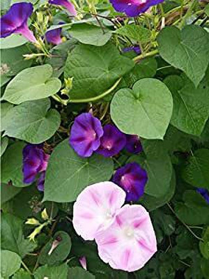Aywal Morning glory/ipomoea triloba flower Seed(40 per packet)