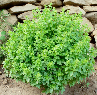Qualtivate NBIR-12 Fine Bush Minette Basil Seeds Seed(1000 per packet)