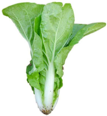 CYBEXIS Hybrid Cabbage Seed2000 Seeds Seed(2000 per packet)