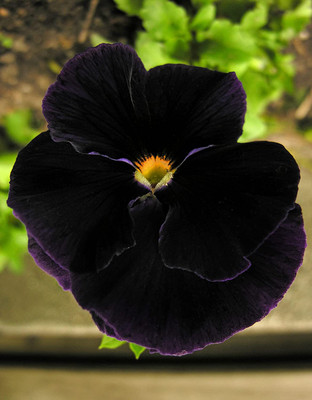 Aywal Pansy Viola Mixed Flower Seed(70 per packet)