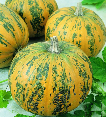 Farmonix Pumpkin Pepitas Seed(100 per packet)