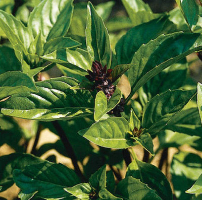 WILLVINE HUA-11 Cinnamon Basil Seeds Seed(2000 per packet)