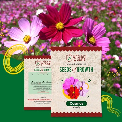 Urban Plant Cosmos Seed(100 per packet)