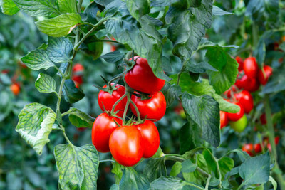 ME Traders tomato Seed(115 per packet)