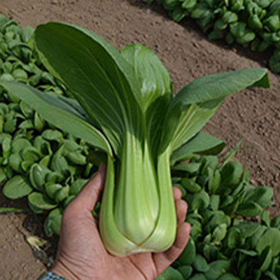 WILLVINE ROX -VI Cabbage Seeds - Pak Choi - Summer Zest [2.5g] Seed(750 per packet)