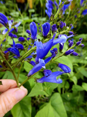 VibeX ® LXI-426 Blue Salvia/Sage Seeds Seed(200 per packet)