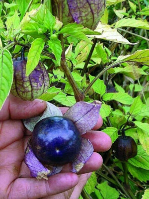 Biosnyg High Germination Physalis Husk Tomato Vegetable Seeds - (4000 Seeds) Seed(4000 per packet)