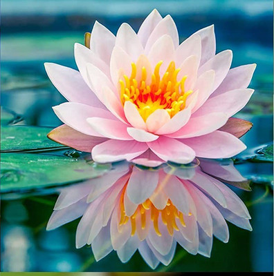 CYBEXIS VXI-70 - Lotus/Water Lily - (270 Seeds) Seed(270 per packet)
