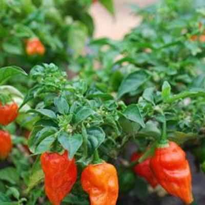 CYBEXIS High Yield Bhoot Jholakia Ghost Chilli1200 Seeds Seed(1200 per packet)