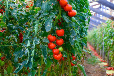 Cloud Farm tomato Seed(70 per packet)