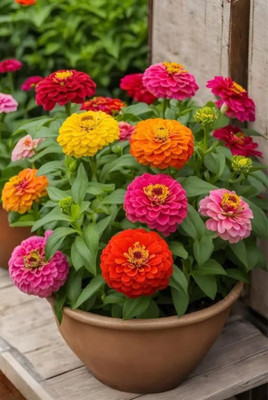 BEE Garden Zinnia Double Mixed Color Seeds Pack of 20 With FREE Cocopeat Seed(20 per packet)