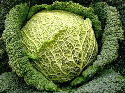 DIVINE CABBAGE Seed(70 per packet)