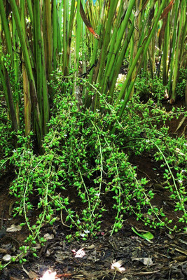 Qualtivate XLL-56 Badi Elaichi (Cardamom)Seeds Seed(50 per packet)
