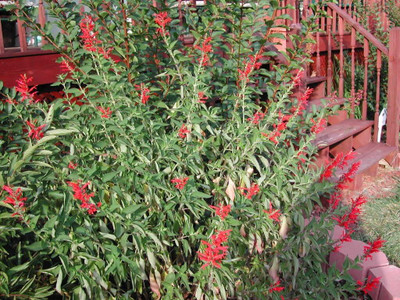 Qualtivate ICRA-1A PINEAPPLE SAGE Red Salvia Elegans Seed(100 per packet)