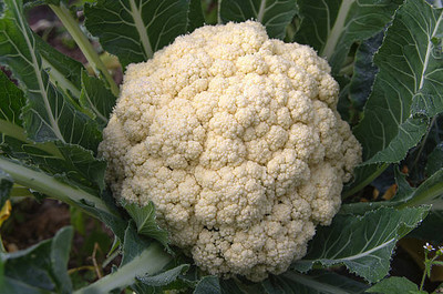 Greenery white cauliflower,gobhee seeds Seed(20 per packet)