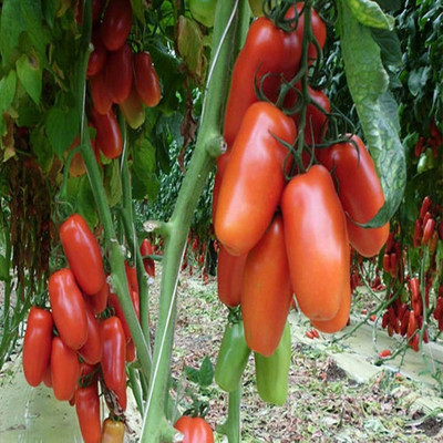 KNESSiN Tomato Seed(1250 per packet)