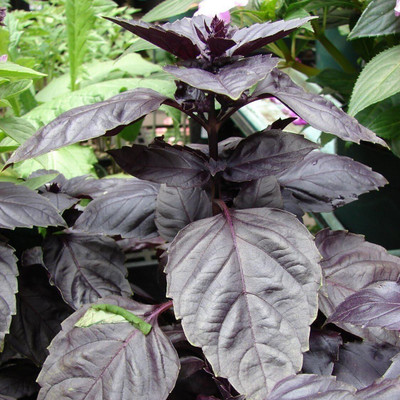 Qualtivate GBPUT-7 Basil Red Rubin Seeds Seed(1000 per packet)