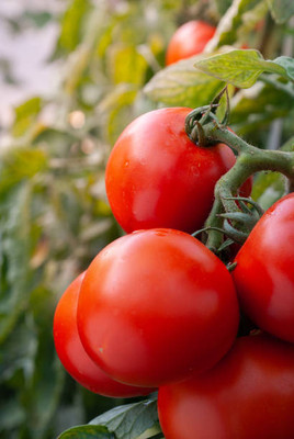 NATURE FARM tomato Seed(110 per packet)