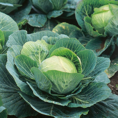 Arshiayat Cabbage Seed(250 per packet)