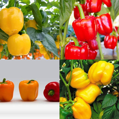 ibains Yellow red mixedcapsicum bell pepper seeds shimla mirchi pack of 110 Seed(110 per packet)