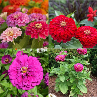 ibains Zinnia dwarf flower seeds all colours 32 Seed(32 per packet)