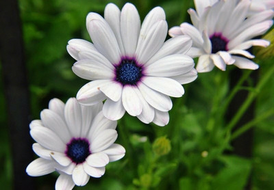 FEVESTA Dimorphotheca White Seed(50 per packet)