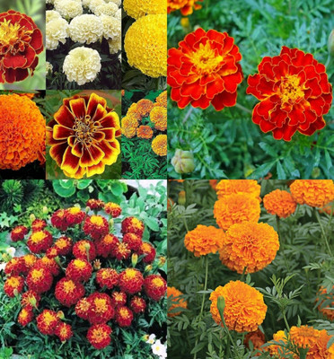 ibains Genda phool seeds hybrid pack of 77 Seed(37 per packet)