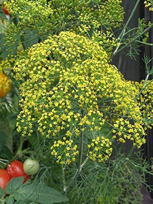 VibeX VXI-53 - Dill Herb Bouquet - (750 Seeds) Seed(750 per packet)