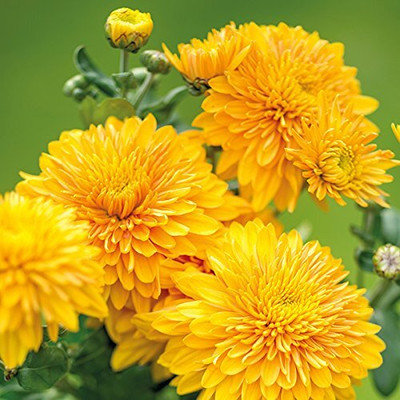 Aywal Rainbow Chrysanthemum Flower Seed(40 per packet)