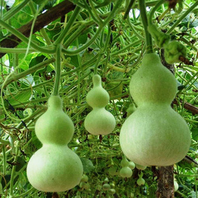 CYBEXIS TLX-58 - Ornamental Birdhouse Bottle Gourd - (100 Seeds) Seed(100 per packet)