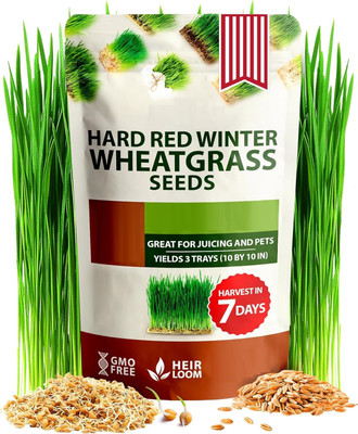 KNESSiN Pure Green Wheat Grass Seed for Sprouting Seeds For Sprouting-(10000 Seeds) Seed(10000 per packet)