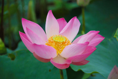 VERDOR lotus,kamal gatta Seed(15 per packet)