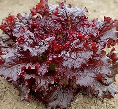 VibeX ® RXI-815 Ruby Red Lettuce Leaf Seeds Seed(200 per packet)