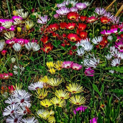 Aywal Ice Plant Flower Seed(40 per packet)