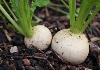 KNESSiN MAX-91 Turnip Snowball Seed(200 per packet)