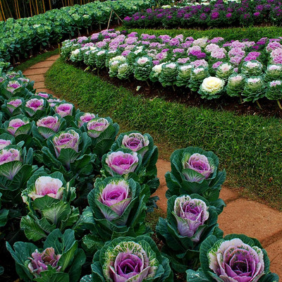 WILLVINE HUA -V Brassica Oleracea Ornamental Cabbage [50g] Seed(15000 per packet)