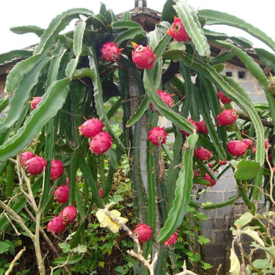 Aywal Hybrid Dragon fruit Seed(45 per packet)