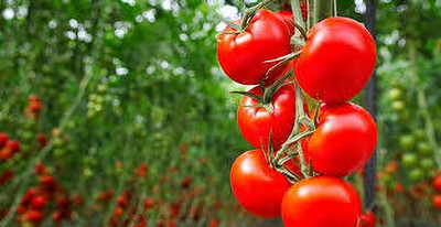 XOLDAA kashmiri hybrid tomato seeds Seed(75 per packet)
