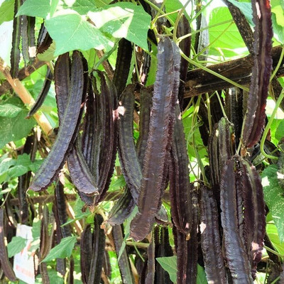 CRGO BEANS Seed(85 per packet)