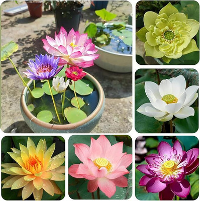 GROWGREEN Multi colour lotus Seed(25 per packet)