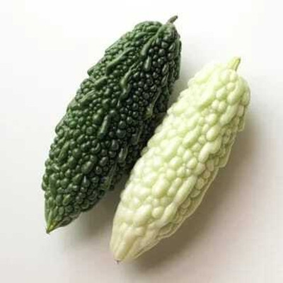 XOLDAA F1 BEST QUALITY BITTER GOURD SEEDS Seed(25 per packet)