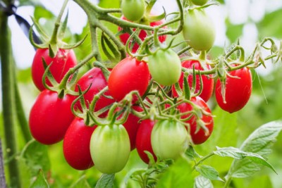 polkaplanet tomato Seed(90 per packet)