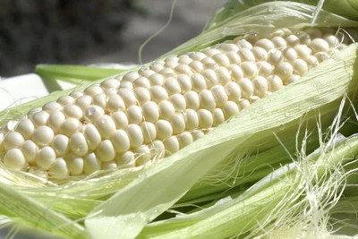 WILLVINE NKR -I White Corn Sweet Non GMO-[25g] Seed(100 per packet)