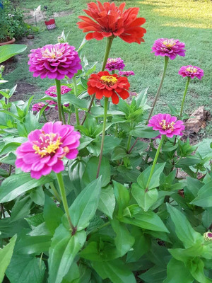 Lorvox Zinnia, Jiniya12 Seed(20 per packet)