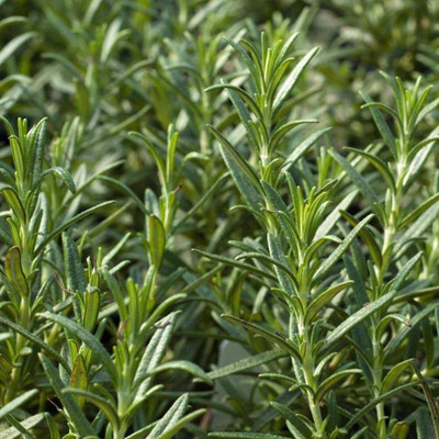 CYBEXIS XLL-1 - Rosemary Tuscan Blue - (2250 Seeds) Seed(2250 per packet)