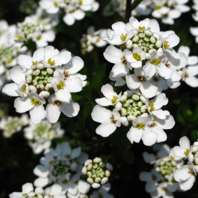 CEZIUS CANDYTUFT Flower Seed(60 per packet)