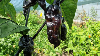 Biosnyg Organic Black Phantom Chilli Seeds For Gardening-(2000 Seeds) Seed(2000 per packet)