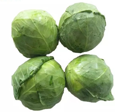 MYLAWN Green Cabbage Seed(50 per packet)